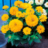  Zinnia 1000 Semillas Elegans Dreamland Yellow, Flor, Maceta, Takii Ball Seed 425.423729 Zinnia 1000 Semillas Elegans Dreamland 