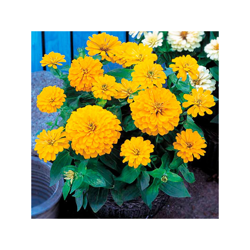  Zinnia 500 Semillas Elegans Dreamland Yellow, Flor, Maceta, Takii Ball Seed 222.881356 Zinnia 500 Semillas Elegans Dreamland Ye