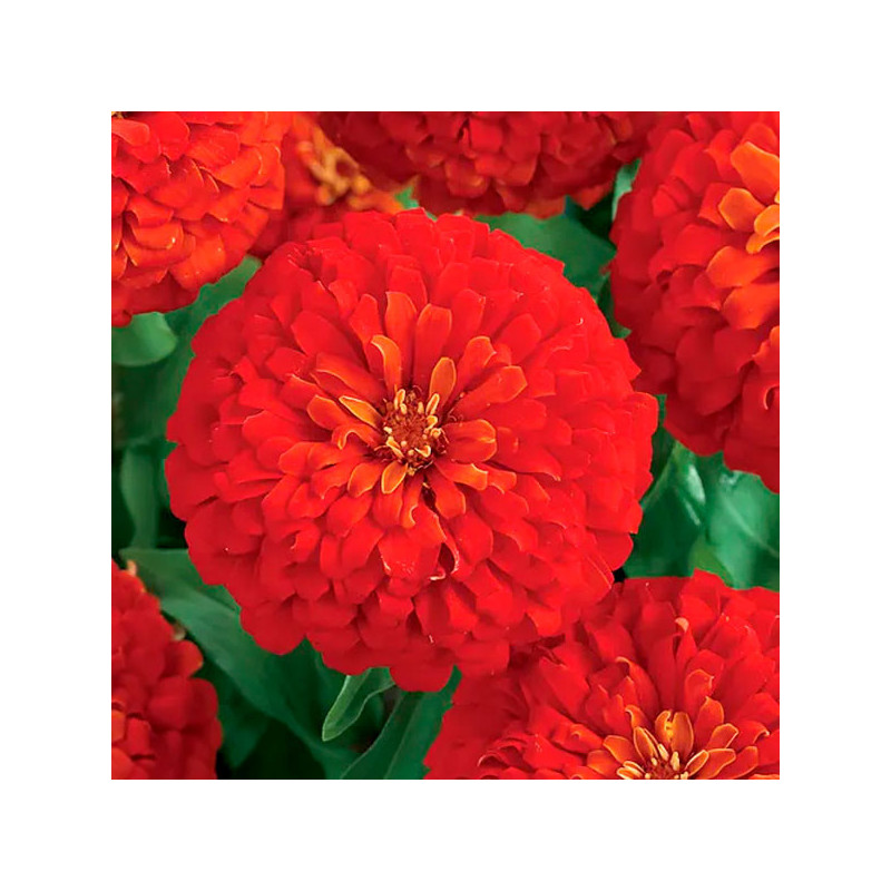  Zinnia 500 Semillas Elegans Dreamland Scarlet, Flor, Maceta 222.881356 Zinnia 500 Semillas Elegans Dreamland Scarlet, Flor, Mac