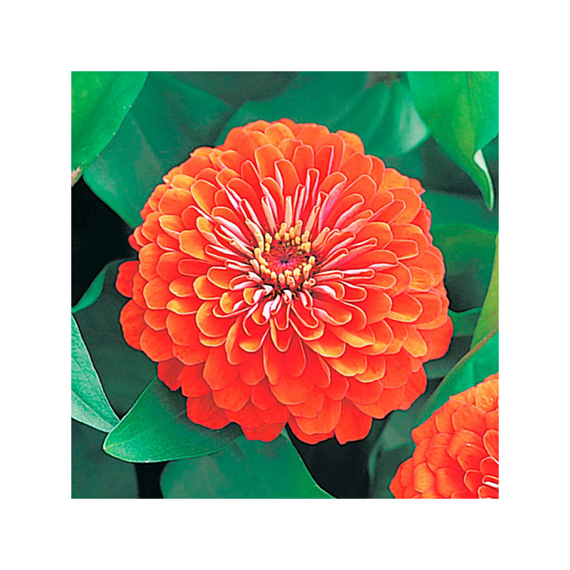  Zinnia 500 Semillas Elegans Dreamland Coral CTD, Flor, Maceta 222.881356 Zinnia 500 Semillas Elegans Dreamland Coral CTD, Flor,
