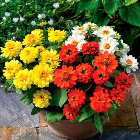  Zinnia 1000 Semillas hybrida-Marylandica Profusion Double Mix Sunrise, Flor, Maceta, Sakata Ball Seed 340.677966 Zinnia 1000 Se