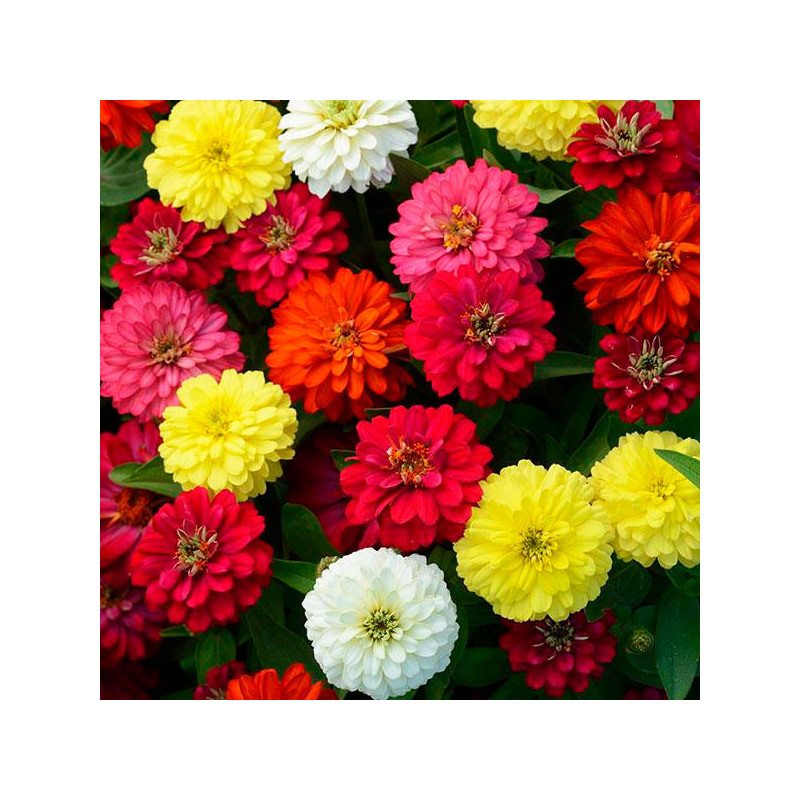  Zinnia 500 Semillas marylandica Double Zahara Mix Brillante, Flor, Maceta, Panamerican Ball Seed 148.999999 Zinnia 500 Semillas