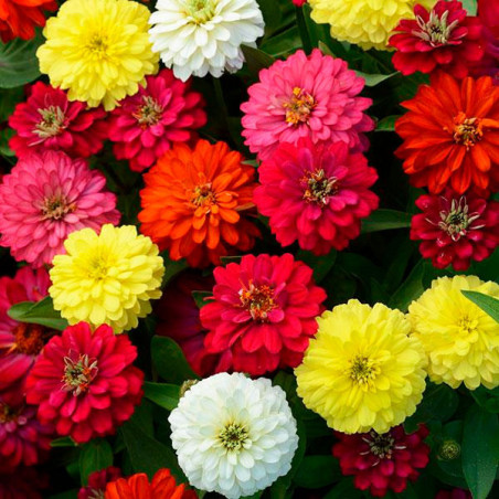  Zinnia 500 Semillas marylandica Double Zahara Mix Brillante, Flor, Maceta, Panamerican Ball Seed 148.999999 Zinnia 500 Semillas