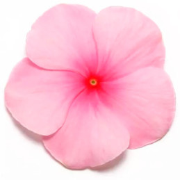  Vinca 1000 Semillas Catharanthus roseus Pacifica XP Blush, Flor, Maceta, Panamerican Ball Seed 68.644068 Vinca 1000 Semillas Ca