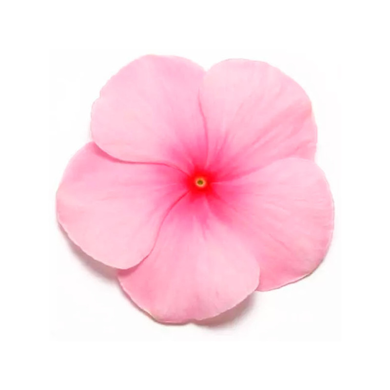  Vinca 1000 Semillas Catharanthus roseus Pacifica XP Blush, Flor, Maceta, Panamerican Ball Seed 68.644068 Vinca 1000 Semillas Ca