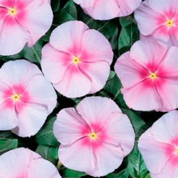  Vinca 1000 Semillas Catharanthus roseus Pacifica XP Blush, Flor, Maceta, Panamerican Ball Seed 68.644068 Vinca 1000 Semillas Ca