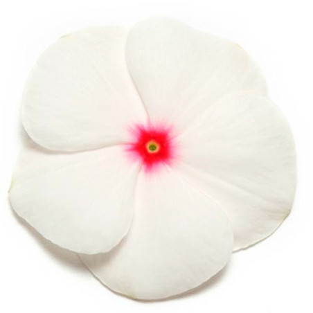  Vinca 1000 Semillas Catharanthus roseus Pacifica Polka Dot XP, Flor, Maceta, Panamerican Ball Seed 68.644068 Vinca 1000 Semilla