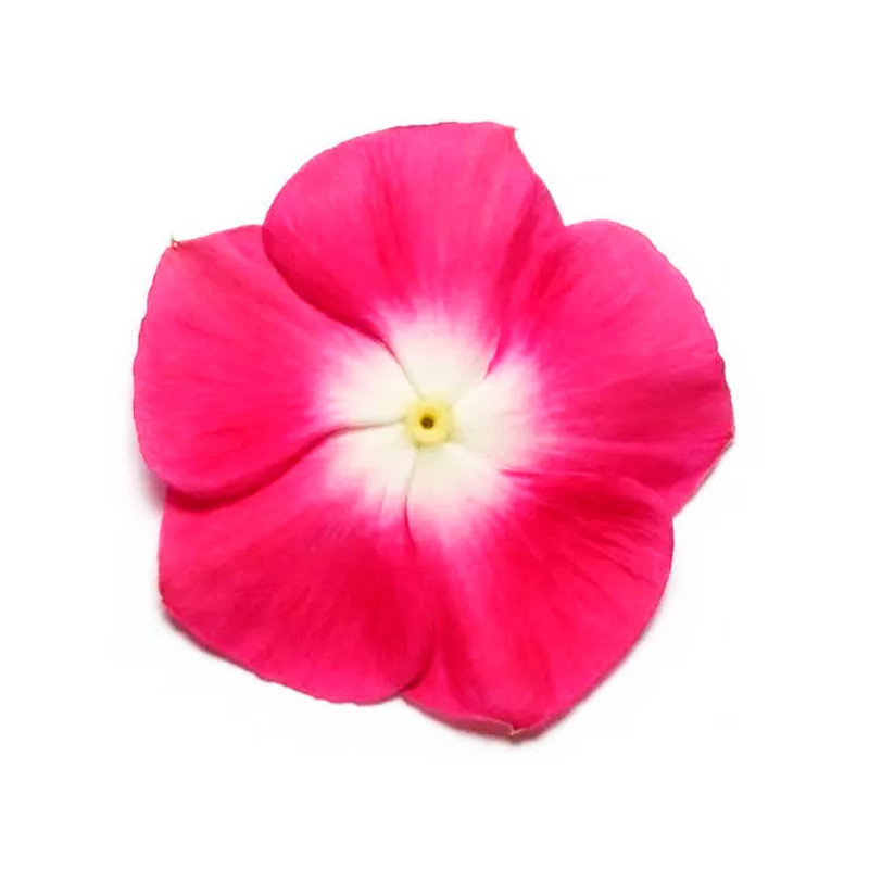  Vinca 1000 Semillas Catharanthus roseus Pacifica XP Burgundy Halo, Flor, Maceta, Panamerican Ball Seed 68.644068 Vinca 1000 Sem