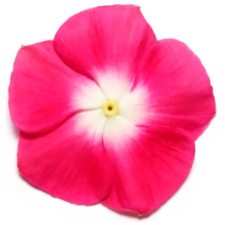  Vinca 1000 Semillas Catharanthus roseus Pacifica XP Burgundy Halo, Flor, Maceta, Panamerican Ball Seed 68.644068 Vinca 1000 Sem