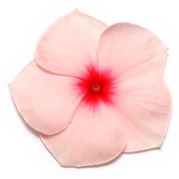  Vinca 1000 Semillas Catharanthus roseus Pacifica XP Apricot, Flor, Maceta, Panamerican Ball Seed 68.644068 Vinca 1000 Semillas 