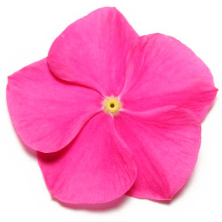  Vinca 1000 Semillas Catharanthus roseus Pacifica XP Orchid Deep, Flor, Maceta, Panamerican Ball Seed 68.644068 Vinca 1000 Semil