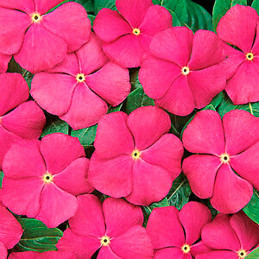  Vinca 1000 Semillas Catharanthus roseus Pacifica XP Orchid Deep, Flor, Maceta, Panamerican Ball Seed 68.644068 Vinca 1000 Semil