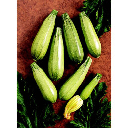  Zucchini Hurakan 3000semillas, Semillas de zapallito italiano hibrido tipo Grey Zucchini, HM Clause 782.20339 Zucchini Hurakan 