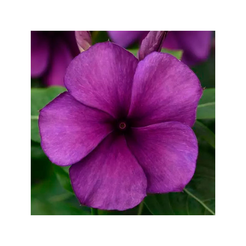  Vinca 500 Semillas Catharanthus roseus Tattoo Blueberry, Flor, Maceta, Panamerican Ball Seed 131.355932 Vinca 500 Semillas Cath