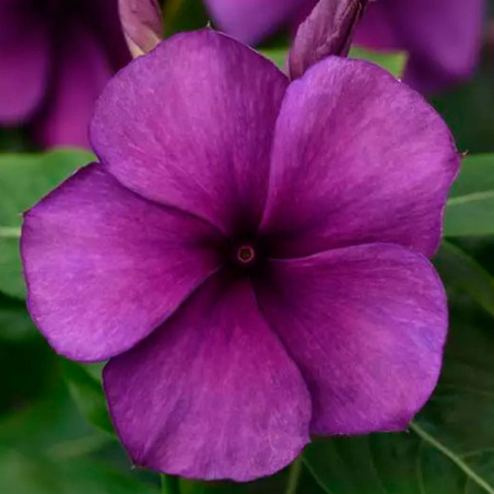  Vinca 500 Semillas Catharanthus roseus Tattoo Blueberry, Flor, Maceta, Panamerican Ball Seed 131.355932 Vinca 500 Semillas Cath