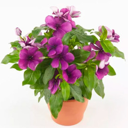  Vinca 500 Semillas Catharanthus roseus Tattoo Blueberry, Flor, Maceta, Panamerican Ball Seed 131.355932 Vinca 500 Semillas Cath