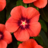  Vinca 500 Semillas Catharanthus roseus Tattoo Tangerine, Flor, Maceta, Panamerican Ball Seed 131.355932 Vinca 500 Semillas Cath