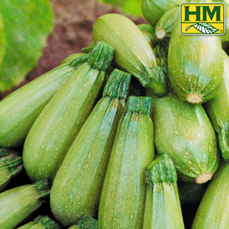  Zucchini Hurakan 3000semillas, Semillas de zapallito italiano hibrido tipo Grey Zucchini, HM Clause 782.20339 Zucchini Hurakan 
