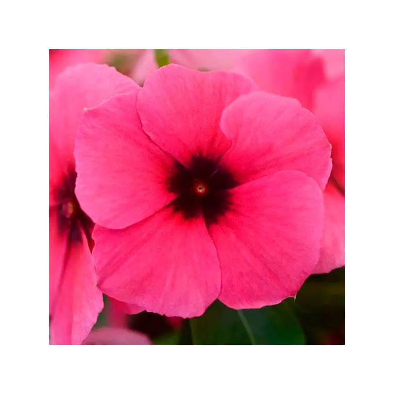  Vinca 500 Semillas Catharanthus roseus Tattoo Raspberry, Flor, Maceta, Panamerican Ball Seed 131.355932 Vinca 500 Semillas Cath