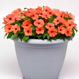  Vinca 500 Semillas Catharanthus roseus Tattoo Orange, Flor, Maceta, Panamerican Ball Seed 131.355932 Vinca 500 Semillas Cathara