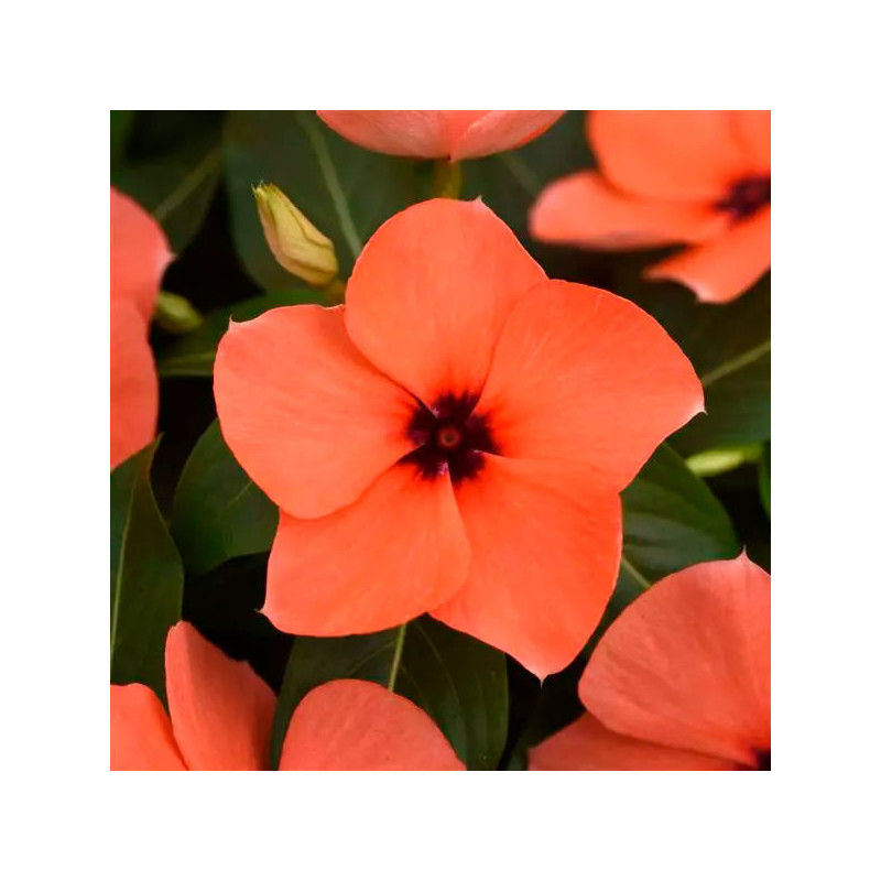  Vinca 500 Semillas Catharanthus roseus Tattoo Orange, Flor, Maceta, Panamerican Ball Seed 131.355932 Vinca 500 Semillas Cathara