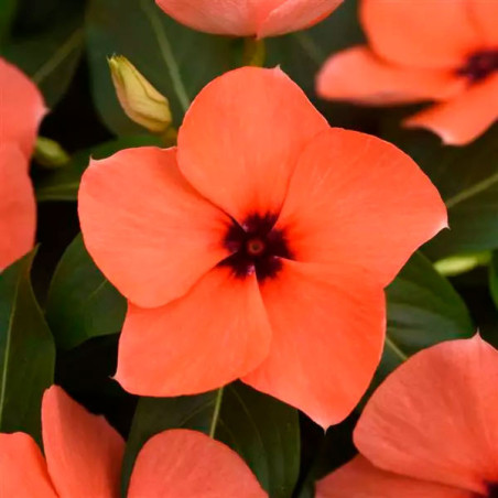  Vinca 500 Semillas Catharanthus roseus Tattoo Orange, Flor, Maceta, Panamerican Ball Seed 131.355932 Vinca 500 Semillas Cathara