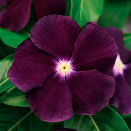  Vinca 500 Semillas Catharanthus roseus Tattoo Blackberry, Flor, Maceta, Panamerican Ball Seed 131.355932 Vinca 500 Semillas Cat