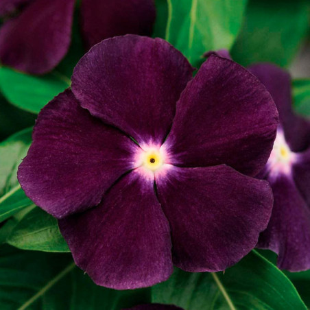  Vinca 500 Semillas Catharanthus roseus Tattoo Blackberry, Flor, Maceta, Panamerican Ball Seed 131.355932 Vinca 500 Semillas Cat