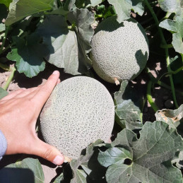  Melon Nitro 5000semillas, Semillas de melon, HM Clause 561.016949 Melon Nitro 5000semillas, Semillas de melon, HM Clause
Melón 