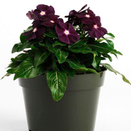  Vinca 500 Semillas Catharanthus roseus Tattoo Blackberry, Flor, Maceta, Panamerican Ball Seed 131.355932 Vinca 500 Semillas Cat