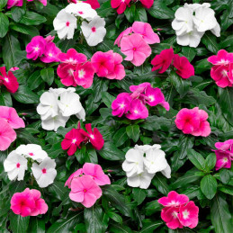  Vinca 1000 Semillas Catharanthus roseus Cora XDR Mix, Flor, Maceta, Syngenta 68.644068 Vinca 1000 Semillas Catharanthus roseus 