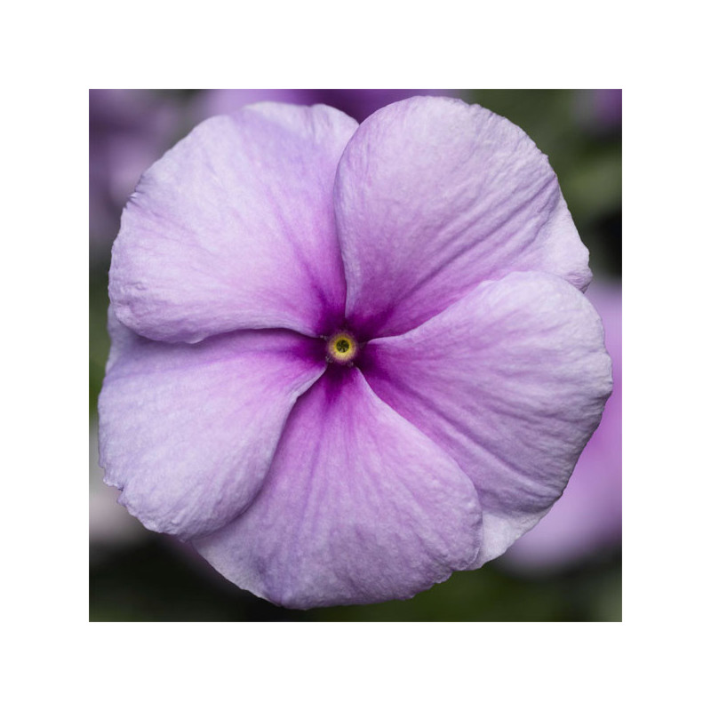  Vinca 1000 Semillas Catharanthus roseus Sunstorm Purple, Flor, Maceta, Syngenta 68.644068 Vinca 1000 Semillas Catharanthus rose