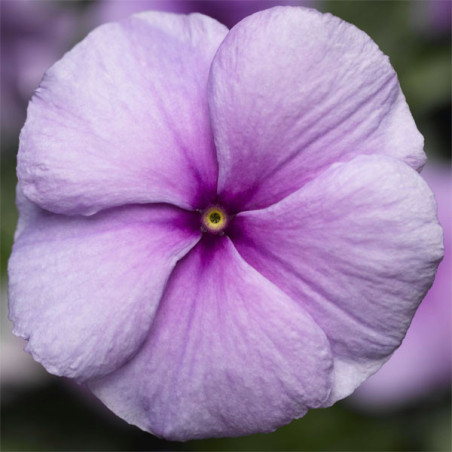  Vinca 1000 Semillas Catharanthus roseus Sunstorm Purple, Flor, Maceta, Syngenta 68.644068 Vinca 1000 Semillas Catharanthus rose