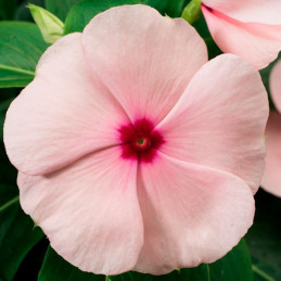  Vinca 1000 Semillas Catharanthus roseus Sunstorm Apricot, Flor, Maceta, Syngenta 74.576271 Vinca 1000 Semillas Catharanthus ros