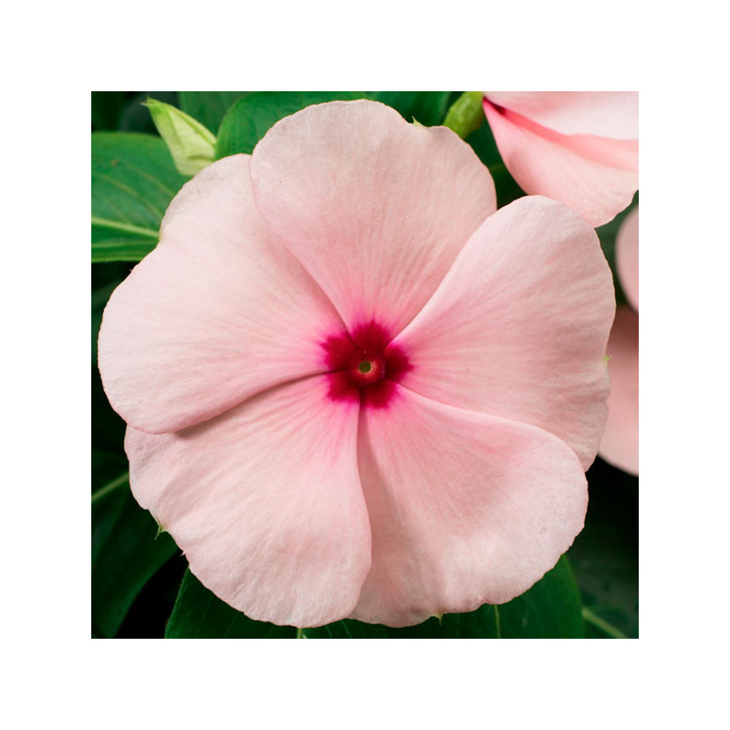  Vinca 1000 Semillas Catharanthus roseus Sunstorm Apricot, Flor, Maceta, Syngenta 74.576271 Vinca 1000 Semillas Catharanthus ros