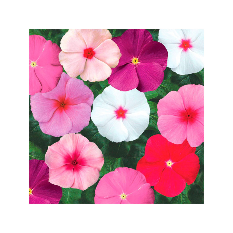  Vinca 1000 Semillas Catharanthus roseus Sunstorm Mix, Flor, Maceta, Syngenta 74.576271 Vinca 1000 Semillas Catharanthus roseus 