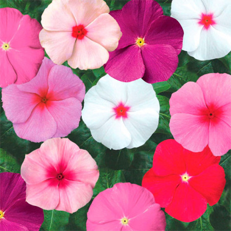  Vinca 1000 Semillas Catharanthus roseus Sunstorm Mix, Flor, Maceta, Syngenta 74.576271 Vinca 1000 Semillas Catharanthus roseus 