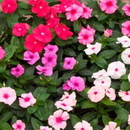  Vinca 1000 Semillas Catharanthus roseus Sunstorm Mix, Flor, Maceta, Syngenta 74.576271 Vinca 1000 Semillas Catharanthus roseus 