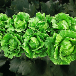  Lechuga Andromeda 25gr, Semilla lechuga americana (Verano-calor), Hortisemillas 135.59322 Lechuga Andromeda 25gr, Semilla lechu
