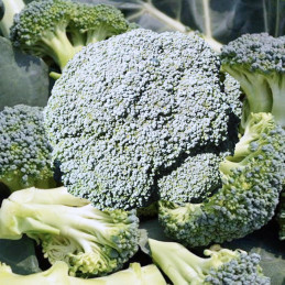  Brocoli Stromboli 100000semillas, Semillas de brocoli, Hazera 2408.474576 Brocoli Stromboli 100000semillas, Semillas de brocoli