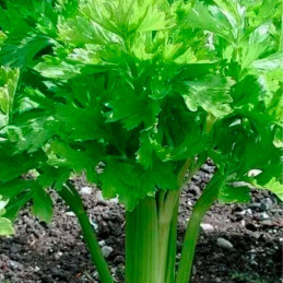  Apio Golden Self Blanching 100gr, Semilla Variedad Apio Blanco 73.728814 Apio Golden Self Blanching 100gr, Semilla Variedad Api