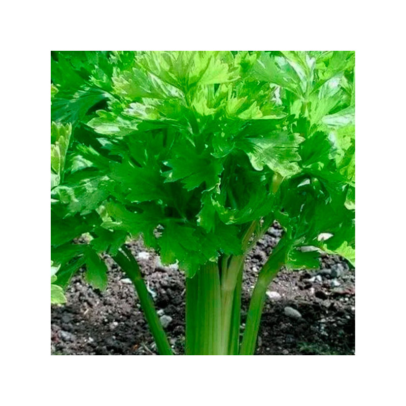  Apio Golden Self Blanching 100gr, Semilla Variedad Apio Blanco 73.728814 Apio Golden Self Blanching 100gr, Semilla Variedad Api