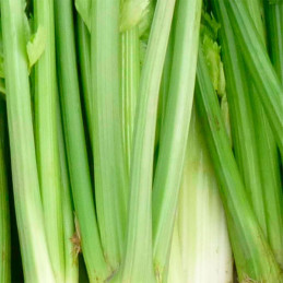  Apio Golden Self Blanching 100gr, Semilla Variedad Apio Blanco 73.728814 Apio Golden Self Blanching 100gr, Semilla Variedad Api