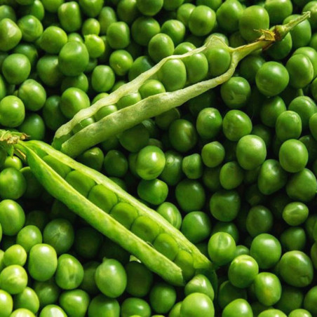  Arveja Quantum 25Kg Semillas Variedad Granex Precoz, AGP 288.135593 Arveja Quantum 25Kg Semillas Variedad Granex Precoz, AGP
Pl