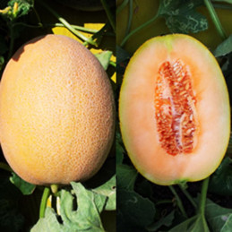  Melon Ofek 1000semillas, Semillas de melon, Hazera 233.050847 Melon Ofek 1000semillas, Semillas de melon, Hazera
Tipo Ananas, c