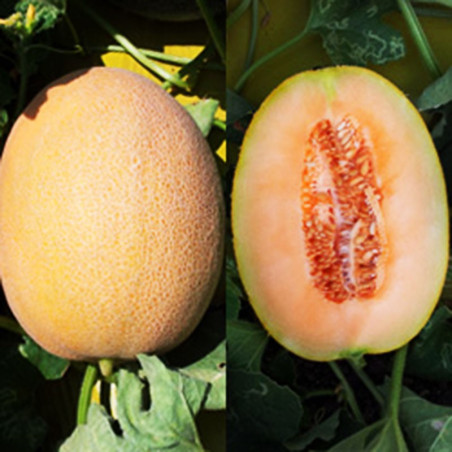  Melon Ofek 1000semillas, Semillas de melon, Hazera 233.050847 Melon Ofek 1000semillas, Semillas de melon, Hazera
Tipo Ananas, c