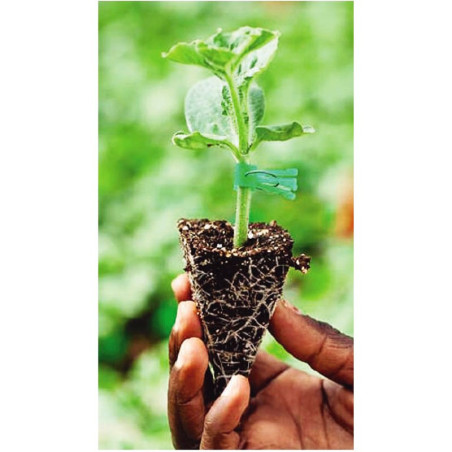  Portainjerto Aurora 1000semillas, Semillas de portainjerto sandia, Hazera 368.644068 Portainjerto Aurora 1000semillas, Semillas