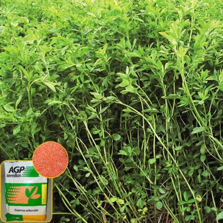  Alfalfa Alfaplus 25Kg, Semillas de alfalfa siembra costa y sierra, AGP 968.644068 Alfalfa Alfaplus 25Kg, Semillas de alfalfa si