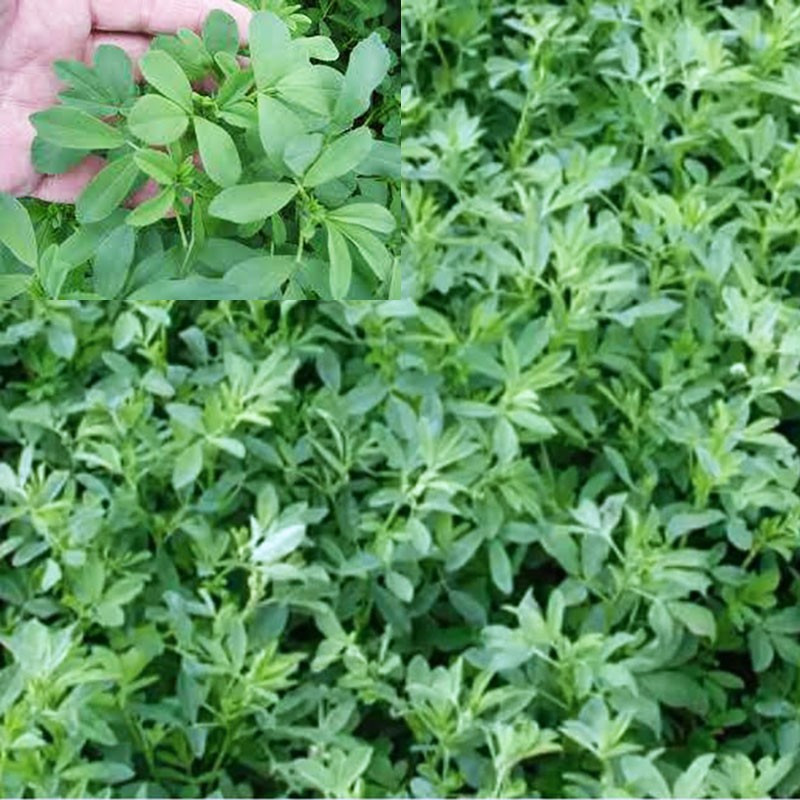  Alfalfa CUF 101 25Kg, Semillas de alfalfa siembra costa y sierra media, AGP 909 Alfalfa CUF 101 25Kg, Semillas de alfalfa siemb