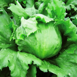  Lechuga Bombola 50gr, Semillas de lechuga, AGP 246.610169 Lechuga Bombola 50gr, Semillas de lechuga, AGP
Presenta hojas de colo